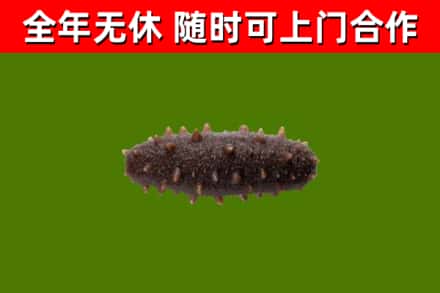 盈江回收海参干